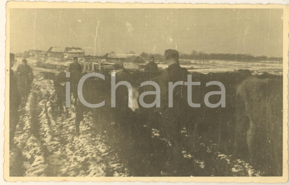 Fotografia d epoca originale 1942 WW2 Campagna di RUSSIA  ARMIR Italiani radunano bestiame Foto 14x9 cm 1