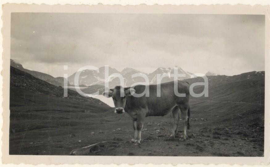 Fotografia d epoca originale 1937 ALPI  Passo di San Giacomo  Mucca al pascolo Foto artistica 11x7 cm 1