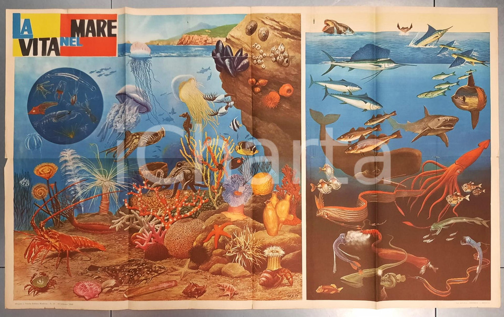 Stampa, bozzetto originale 1960 LA VITA NEL MARE Poster illustrato SIM Scuola Italiana Moderna 1
