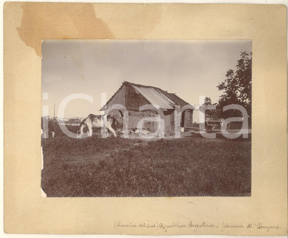 Fotografia d epoca originale 1920 ca COSTUME ARGENTINA  Rustico con cavalli nelle pampas Foto 15x12 cm 1