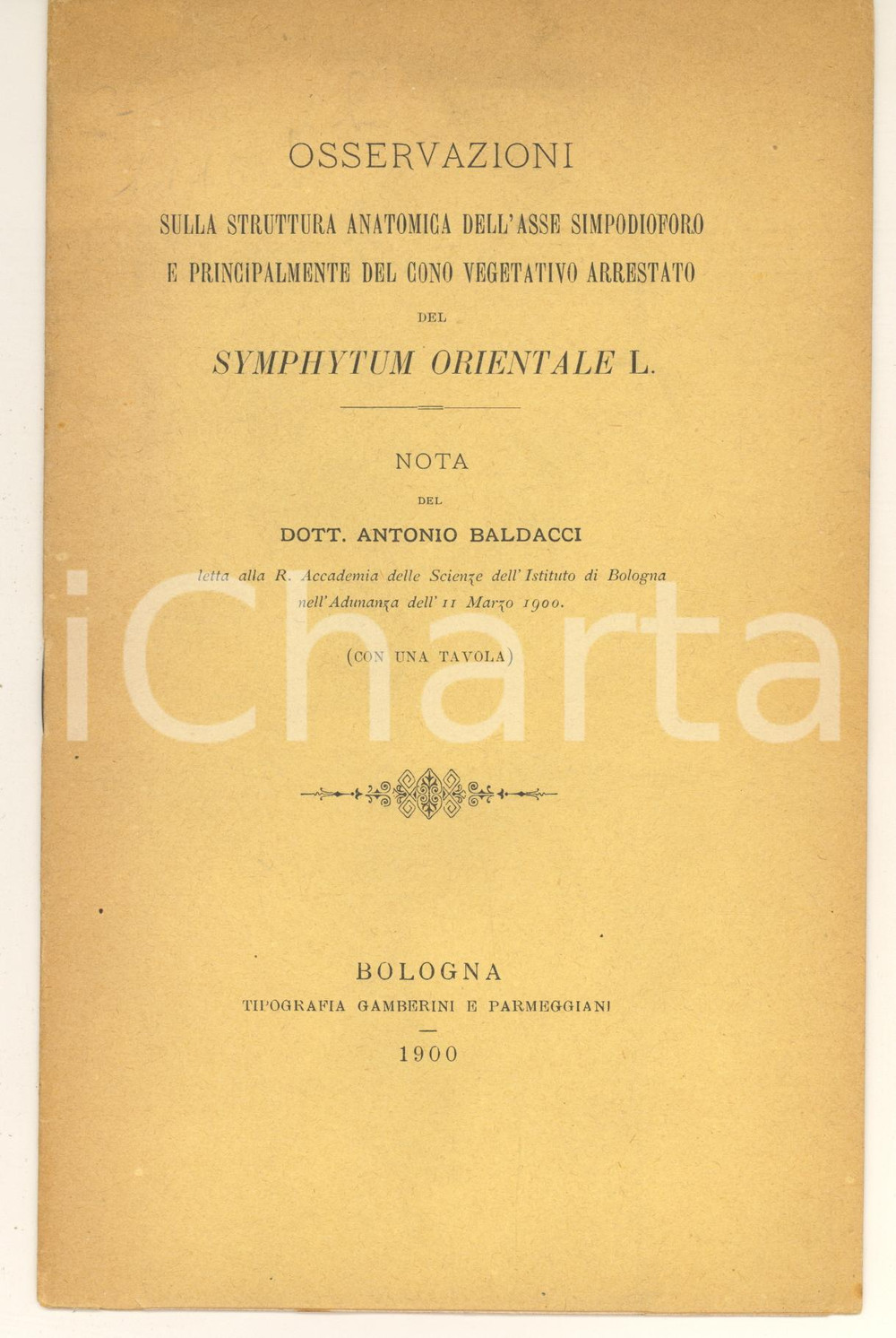Libro, pubblicazione d epoca 1900 BOLOGNA Dott. Antonio BALDACCI Asse simpodioforo del Symphytum Orientale 1