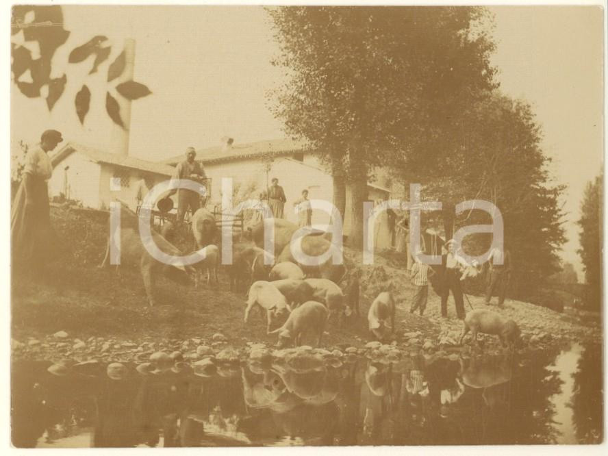 Fotografia d epoca originale 1915 ca Area di COMO Famiglia con maiali al pascolo Foto COSTUME 11x8 cm 1