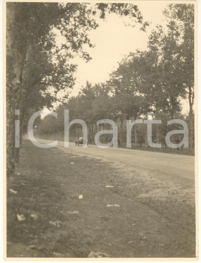 Fotografia d epoca originale 1925 ca AUTOMOBILISMO Circuito di MONZA  Una gara Foto 8x11 cm 3 1