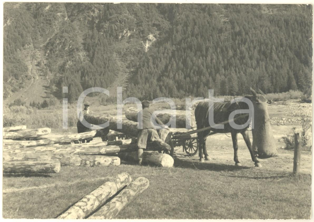 Fotografia d epoca originale 1950 ca COSTUMI LOMBARDIA Carico di tronchi su carro con cavallo Foto 15x10 1