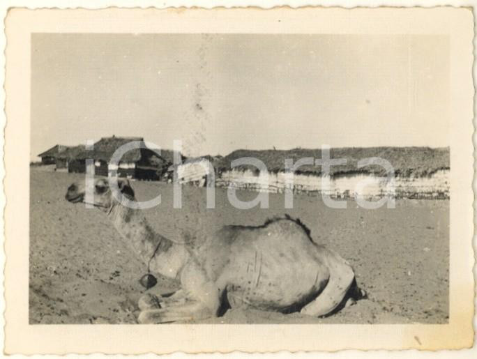 Fotografia d epoca originale 1939 AOI CHISIMAIO SOMALIA Cammello e capanne  Foto 10x7 cm 1