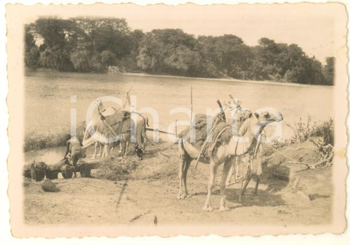 Fotografia d epoca originale 1935 ca AOI COSTUMI SOMALIA Donna al fiume con i cammelli Foto 9x7 cm 1