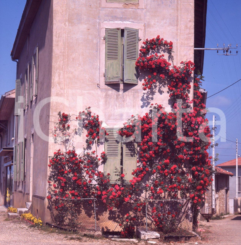 Fotografia d epoca originale 1970ca SAINTAUBIN IledeFrance un roseto in facciata DIAPOSITIVA ORIGINALE 1