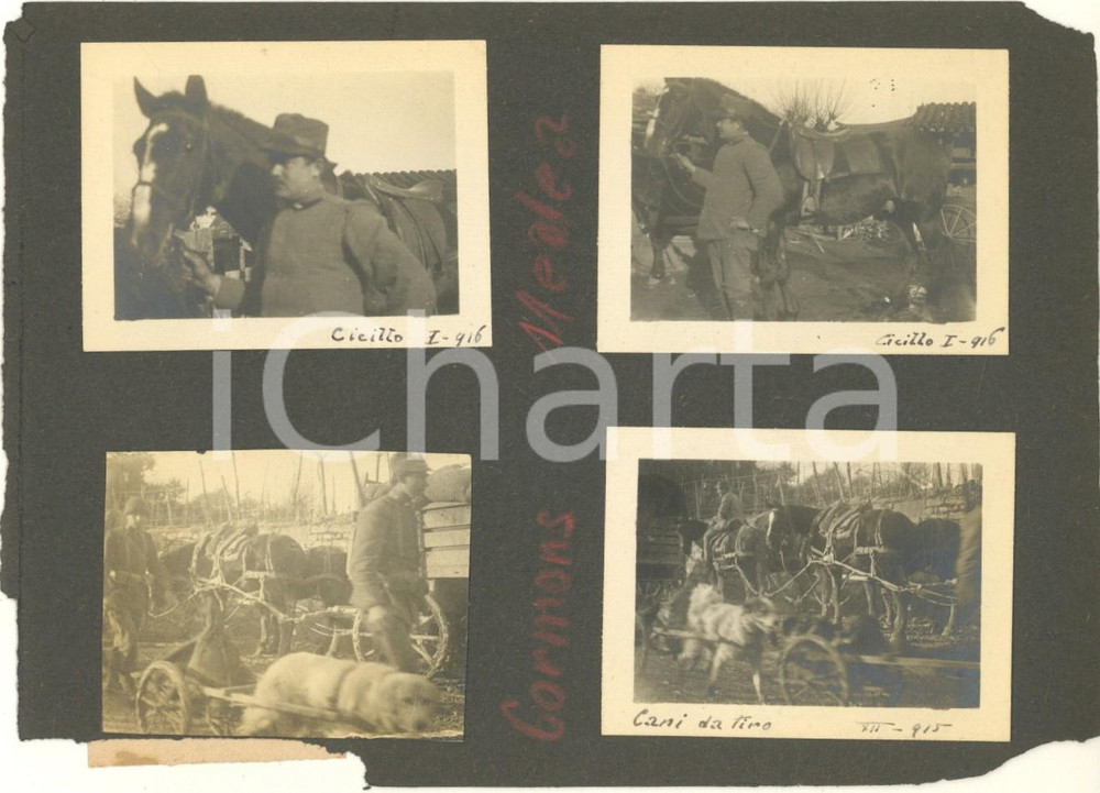 Fotografia d epoca originale 1915 WW1 CORMONS  MEDEA GO Ufficiali con cavalli e cani da tiro Lotto 4 foto 1