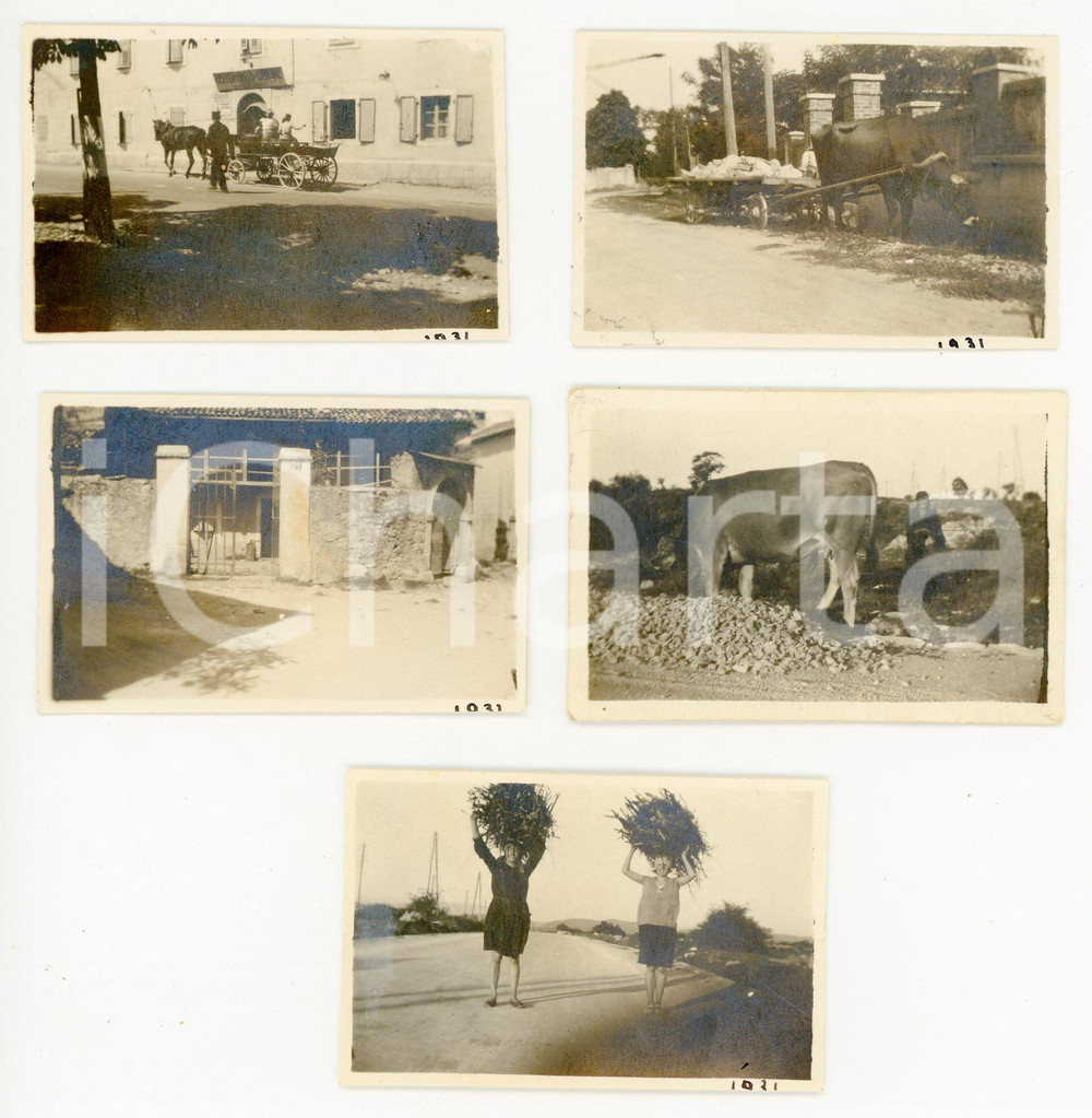 Fotografia d epoca originale 1931 TRIESTE  OPICINA Mucche e contadini  Donne con fascine  Lotto 5 foto 1