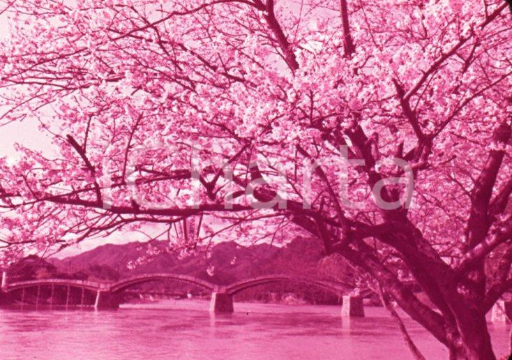 Fotografia d epoca originale 1970ca JAPAN Cherry blossoms at Kintaikio bridge 35 mm VINTAGE SLIDE 1