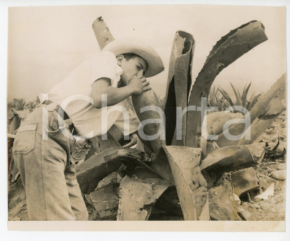Fotografia d epoca originale 1955 MEXICO Kid drinks agave juice from the plant  Photo 21x17 cm 1