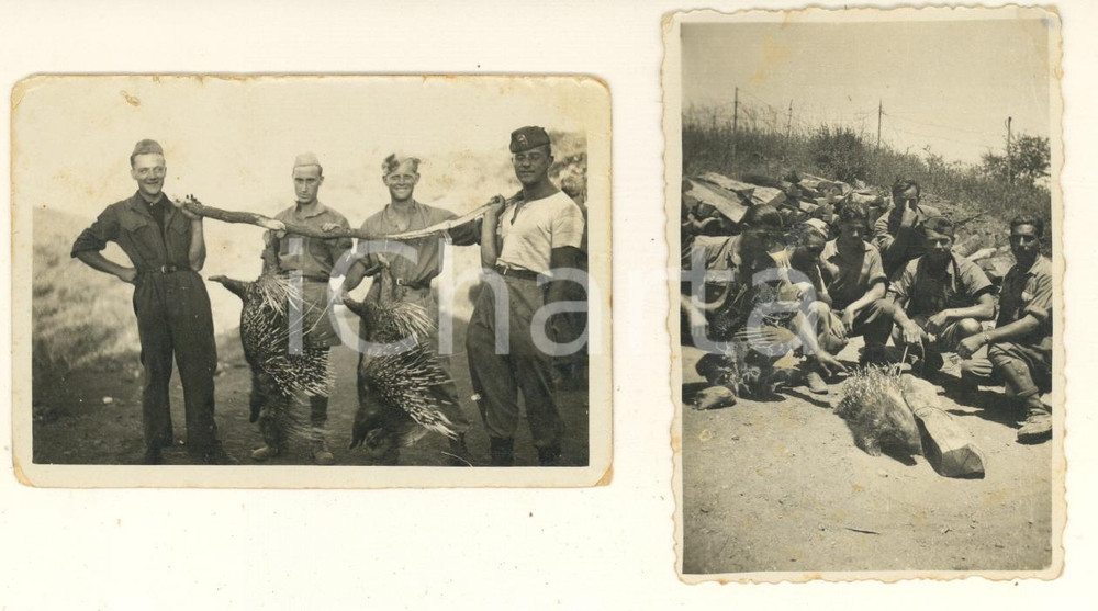 Fotografia d epoca originale 1936 AOI MODAGISCIO Caccia all istrice  Soldati italiani  Lotto 2 foto 9x6 cm 1