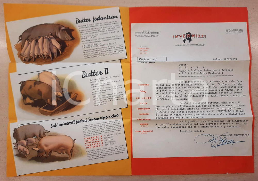 Materiale pubblicitario d’epoca 1950 SIVAM VETERINARIA MILANO Butter B  Sali iodati SIVAM Pieghevole illustrato 1