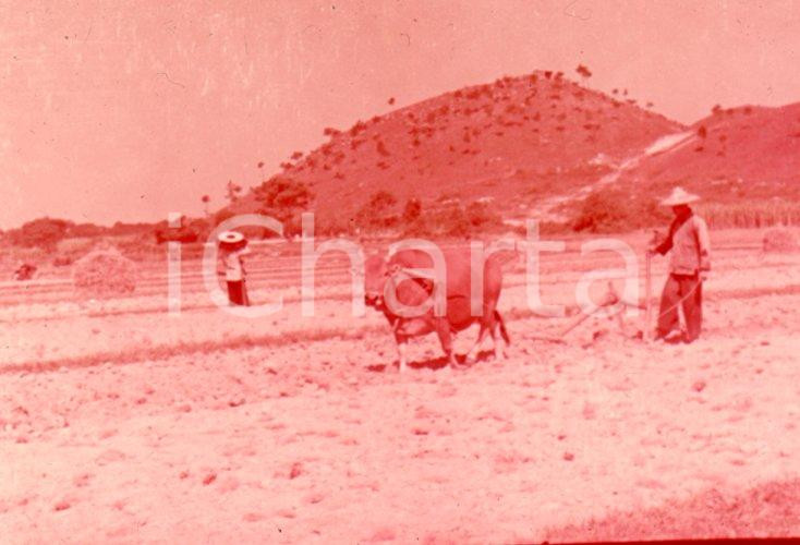 Fotografia d epoca originale 1970ca HONG KONG Image of plouhing of the New Territories  35 mm VINTAGE SLIDE 1