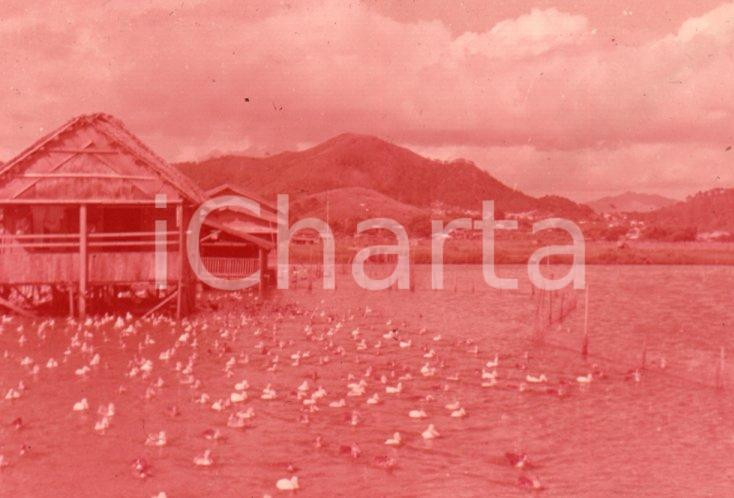 Fotografia d epoca originale 1970ca HONG KONG Image of the Duck s home   35 mm VINTAGE SLIDE 1