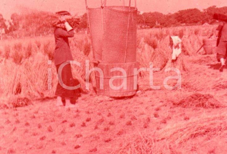 Fotografia d epoca originale 1970ca HONG KONG Corn threshing of the New Territories  35 mm VINTAGE SLIDE 1