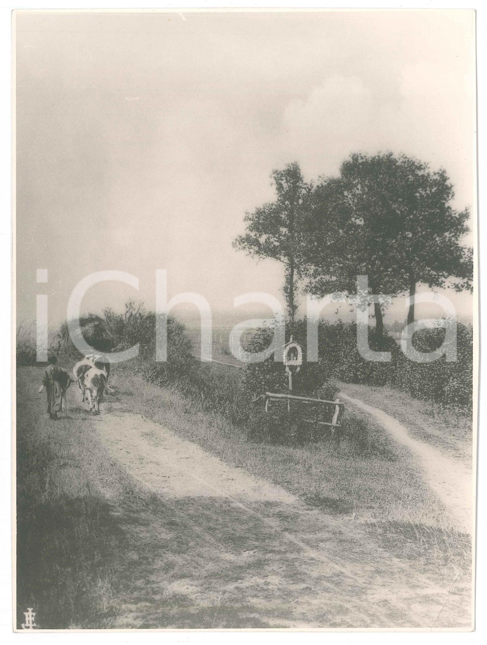 Fotografia d epoca originale 1950ca HOUTHALEN  HELCHTEREN BELGIUM Photo Emile JAMINÉE Crossroads with cows 1