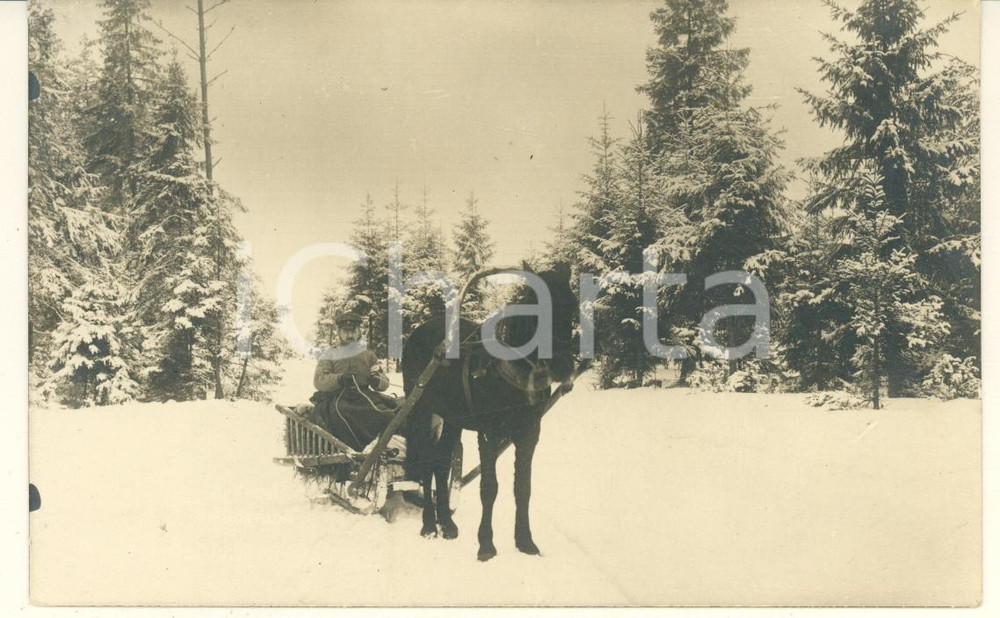 Fotografia d epoca originale Dicembre 1916 GERMANIA Karl Walter FROST  Calesse in una foresta Foto 1