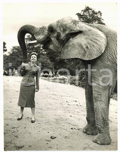 1953 LONDON ZOO Jeanne CRAIN feeds Dicksi the african elephant *Photo 15x20 cm