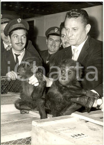 1960 PARIS Dott. DEETJ-RILKETT con cuccioli gorilla per zoo Honolulu - Foto 