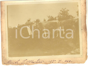 1900 ALPI MONTE SAN MARTINO Contadino con mucche al pascolo - Foto VINTAGE 14x11