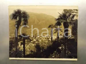1960 ca MERANO Scorcio tra le palme - Fotomontaggio 30x24 cm