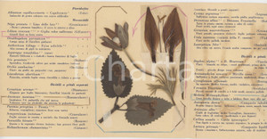 Oggetto da collezione cartaceo 1960 ca BRESCIA Florula campionaria  Biglietto con FLORA PREALPINA vera 1