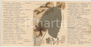 1955 BRESCIA Florula campionaria - Biglietto con FLORA PREALPINA vera