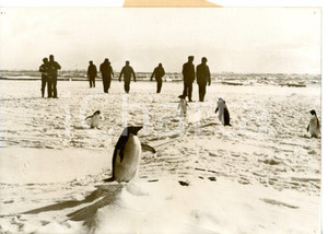 1958 POLO SUD - ALPINISMO Spedizione Edmund HILLARY - Scalatori tra i pinguini 