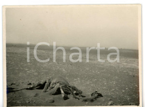 1929 HON (LIBIA) Carcassa di un cammello nel deserto *Fotografia 10x8 cm