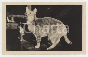 1942 COSTUME ITALIA Ritratto di gatto in poltrona - Foto cartolina 14x9 cm