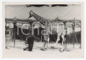 1950 ca GERMANIA Circo Carl HAGENBECK - Giraffa nel recinto - Foto 10x7 cm