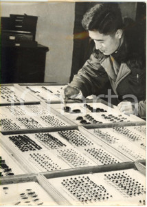 1963 NANCHINO CINA Accademia di Scienze Naturali - Entomologo classifica insetti