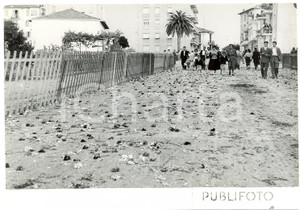 1954 VENTIMIGLIA (IM) BATTAGLIA DI FIORI - Strada dopo il passaggio dei carri