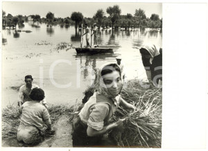 1957 ALLUVIONE POLESINE - CA' VENDRAMIN Contadina trasporta covoni di fieno
