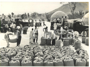 1967 TIAN-CHENG Contadini cinesi consegnano il grano agli agenti di Stato *Foto