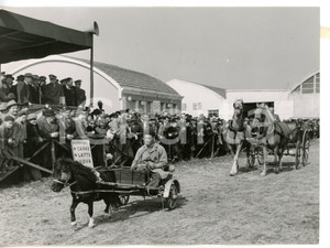 1955 VERONA Fiera dell'Agricoltura - Pony sfila davanti al pubblico *Foto 18x13