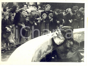 1953 MANCHESTER - BELLE VUE ZOO - Children visiting the hippo - Photo 20x15 cm