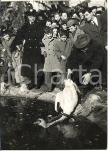 1954 Zoo di TRENTO Cigno olandese CLEOFE introdotto nel laghetto *Foto 13x18