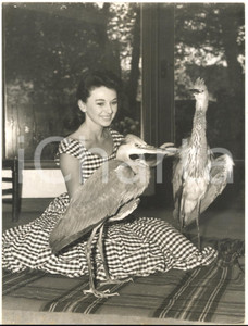 1960 SINGLETON (UK) Valerie TOWSE at home with domesticated herons *Photo