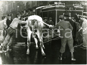 1960 ROMA Polizia recupera un toro scappato dal macello - Foto 18x13 cm