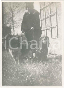 1920 ca ITALIA - CANI - Donna con cani Springer Spaniel - Foto 8x11 cm