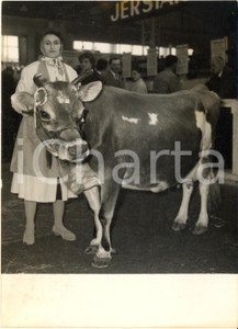 1961 PARIS Exposition Agricole - La vache jersiaire Delina Derna premier prix