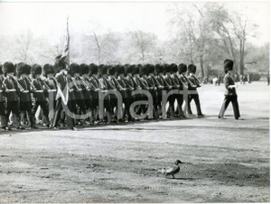 1956 LONDON Grenadier Guards marching at the "Guards Mountain Parade" *Photo