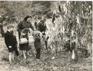 1958 CULLODEN (UK) A tree festooned with clouts cast for luck by visitors