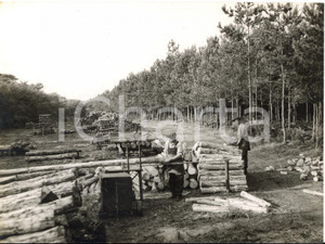 1958 SUDBOURNE (SUFFOLK) Workers with trunks of pine trees - Photo 20x15