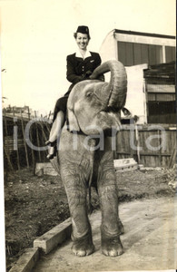 1953 LONDON ZOO Small elephant DUMBO with a BOAC stewardess - Photo 13x20 cm