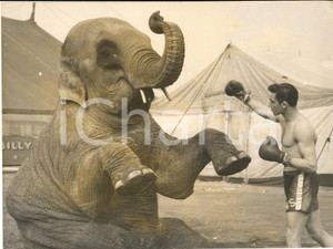 1960 UK BOXE - BILLY SMART'S CIRCUS - Wally SWIFT fighting with an elephant