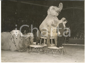 1958 LONDON Bertram Mills' Circus - The elephans during their act *Photo 20x15