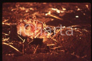 35mm vintage slide* 1989 CINEMA - "THE VINEYARD", James HONG, Michael WONG (23)  Diapositiva d'epoca, in formato 35 mm.CONDIZIONI: GOODE' severamente vietata la riproduzione. Tutti i diritti sono riservati.Nella diapositiva ICharta mette in vendita, sul negozio eBay e in esclusiva sul sito "icharta" il proprio archivio composto da numerose diapositive e negativi fotografici d'epoca, tutti originali e autentici, che attraversano la storia del costume italiano tra gli la fine degli anni Sessanta e Novanta.Si tratta di uno sguardo inedito sull'attualit&agrave;, la politica, la vita quotidiana, il gossip e la cultura, che fotografa il cambiamento della nazione in quest'ultimo scorcio del XX secolo. Un'occasione unica per il mercato del collezionismo, che vede finalmente disponibile un archivio eccezionale per vastit&agrave;, tematiche e condizioni, in un settore (il negativo fotografico e la diapositiva) di assoluta novit&agrave; e dalle interessanti prospettive di investimento. GOOD/buono   originale e autentica 1